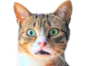 :chatchokbar2: