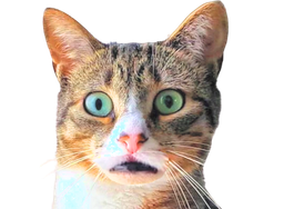 :chatchokbar2: