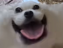 :Chien_content: