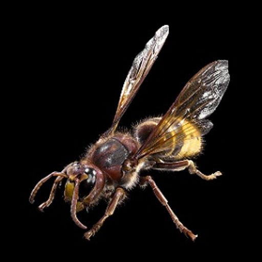 Vespa-Crabro