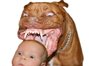 :Pitbull_bebe: