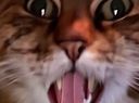 :chat_zoom_rrr: