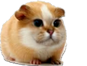 :hamster_chat: