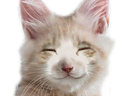 :ChatContent:
