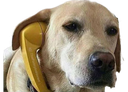 :Chien_telephone_balance: