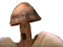 :Champicrie2: