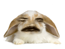 :Lapin_compris: