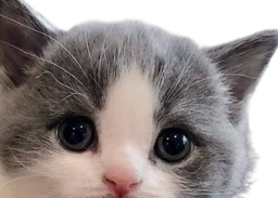 :Chat_timide_: