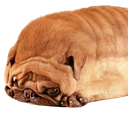 :Briochien: