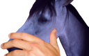 :cheval_birate: