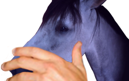 :cheval_birate: