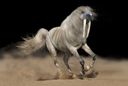 :cheval_bizarre: