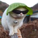 :Chat_Copain_5: