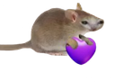 :chatsourisCoeur: