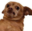 :doggo_degout:
