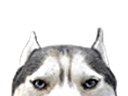 :chien_oreilles: