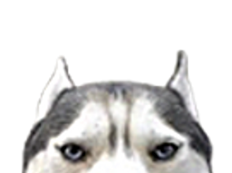 :chien_oreilles: