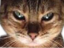 :Chat_bien_venere: