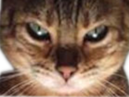 :Chat_bien_venere:
