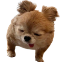 :spitz_def:
