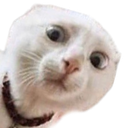 :Chat_effrayant_: