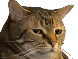 :chat_depite: