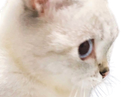 :chat_m: