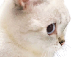 :chat_m: