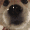 :chien_leche_mignon: