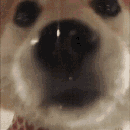 :chien_leche_mignon: