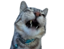 :CS_NRV: