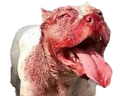 :pitbull: