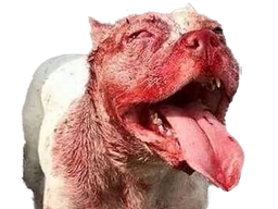 :pitbull: