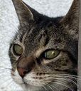 :chattee: