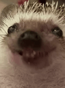 :herisson_crunch: