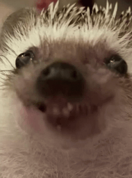 :herisson_crunch: