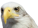 :aigle_question: