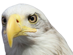 :aigle_question:
