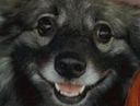 :Dog-pilled: