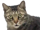 :Chat_ahuri: