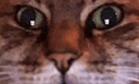 :chat_zoom_gif2: