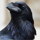 Corvus