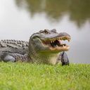 Aligator