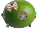 :chat_citronnette: