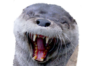 :loutre_ptdr:
