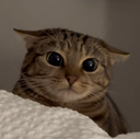 :chat_betise: