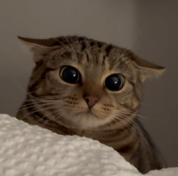 :chat_betise: