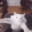 :chatgroovy: