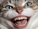 :Chourire: