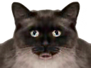 :catn: